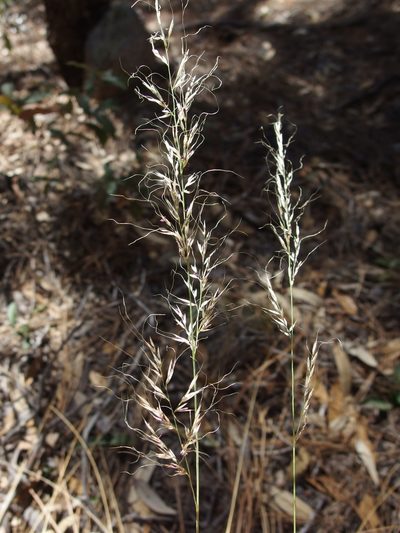 Muhlenbergia straminea, photographed by Sue Carnahan