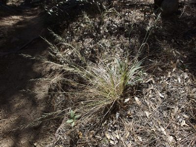 Muhlenbergia straminea, photographed by Sue Carnahan
