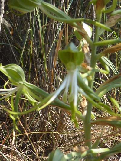 Bonatea antennifera, photographed by Andrew Hankey