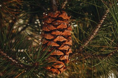 Pinus nelsonii, photographed by Claudio Cantú Muñiz
