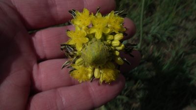 Bulbine narcissifolia, photographed by Shaun Swanepoel