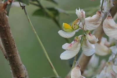 Paracalyx scariosus, photographed by Dinesh Valke
