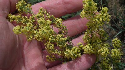 Galium capense, photographed by Shaun Swanepoel