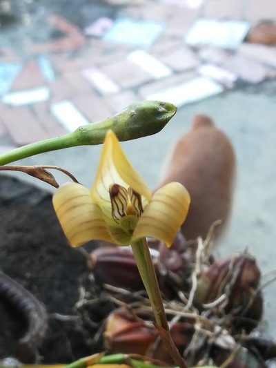 Maxillaria egertoniana, photographed by Lesley Aguirre