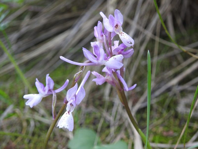 Orchis laeta, photographed by Aissa Djamel Filali