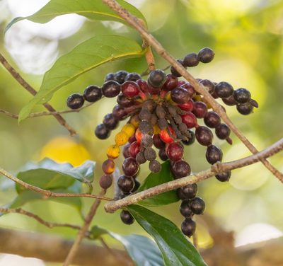 Desmos chinensis, photographed by portioid