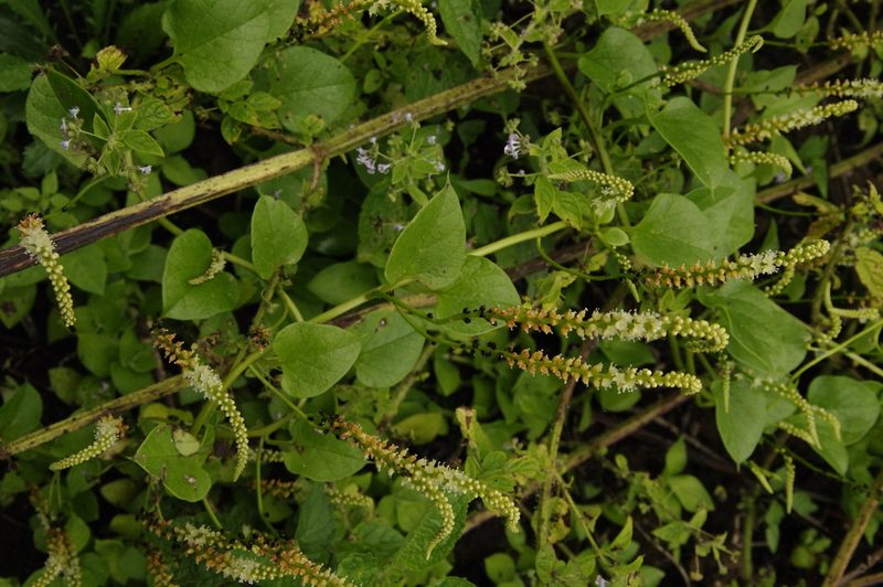 Anredera ramosa, photographed by Eric Knight
