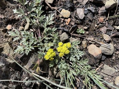 Lomatium observatorium, photographed by Dee Shea Himes