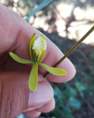 Encyclia stellata, photographed by Lesley Aguirre
