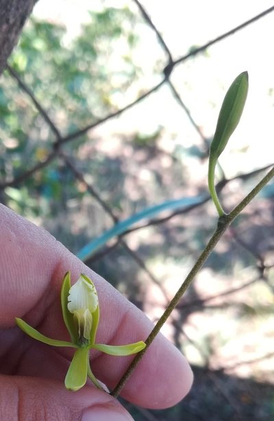 Encyclia stellata, photographed by Lesley Aguirre
