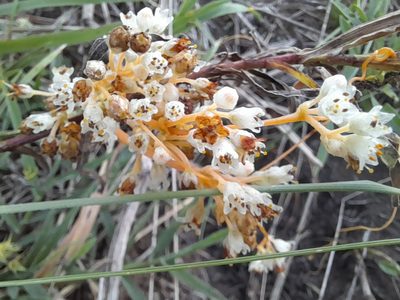 Cuscuta indecora, photographed by Martín José Ferreyra