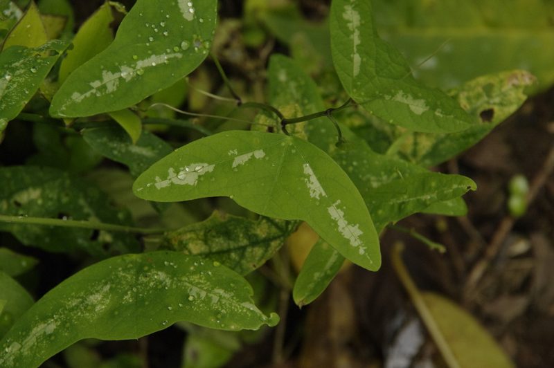 Passiflora colinvauxii, photographed by Eric Knight
