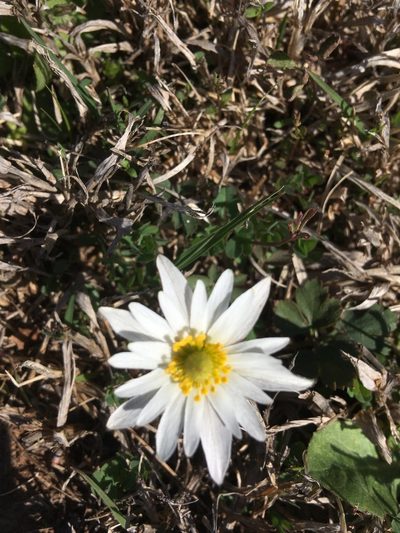 Anemone caroliniana, photographed by Emily Geest