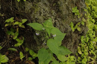 Mesosphaerum sidifolium, photographed by Eric Knight