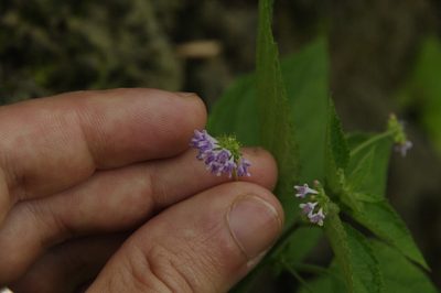 Mesosphaerum sidifolium, photographed by Eric Knight