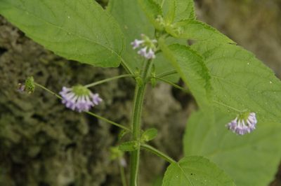 Mesosphaerum sidifolium, photographed by Eric Knight