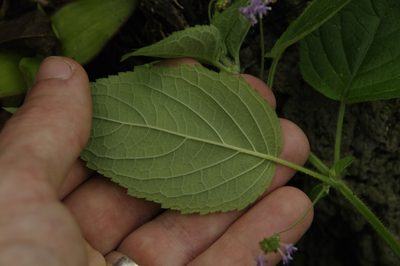 Mesosphaerum sidifolium, photographed by Eric Knight