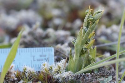 Pterostylis tristis, photographed by Jon Sullivan