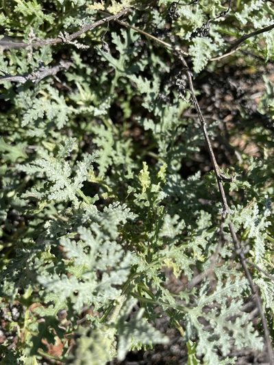 Ambrosia camphorata, photographed by Jim Riley