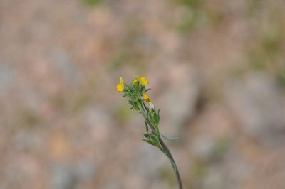 Linaria simplex, photographed by Josep Gesti