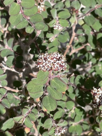 Euphorbia tomentulosa, photographed by Jim Riley