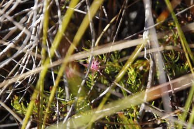 Diastella proteoides, photographed by Tony Rebelo