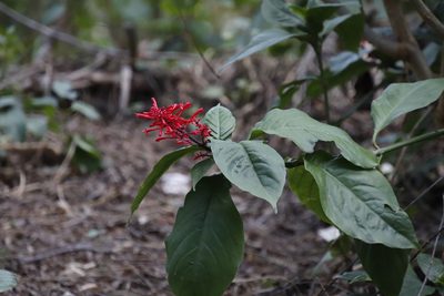 Odontonema tubaeforme, photographed by Tony Rebelo