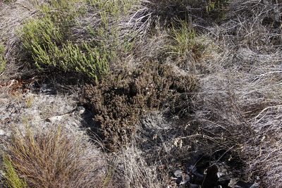Roella prostrata, photographed by Tony Rebelo