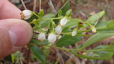 Gaylussacia dumosa, photographed by John Abrams