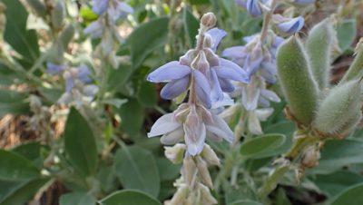 Lupinus pilosior, photographed by John Abrams