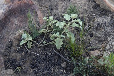 Solanum tomentosum, photographed by Tony Rebelo