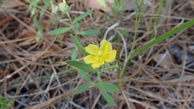 Crocanthemum corymbosum, photographed by John Abrams