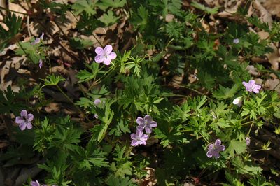 Geranium asphodeloides, photographed by Todd Boland