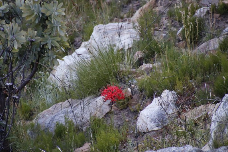 Brunsvigia marginata, photographed by Tony Rebelo