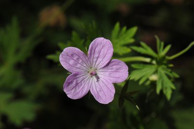 Geranium asphodeloides, photographed by Todd Boland