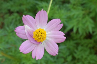 Cosmos caudatus, photographed by Mario Barroso