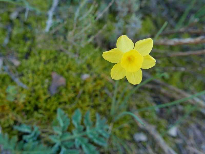 Narcissus rupicola, photographed by Cristina Villaverde