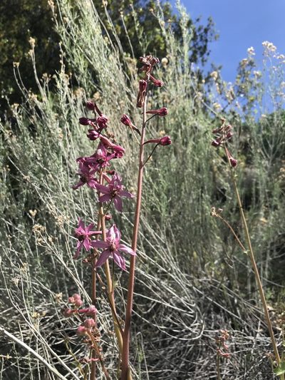 Delphinium purpusii, photographed by Mike Heine