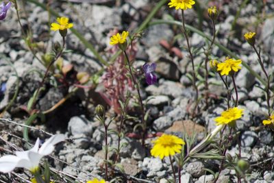 Harmonia nutans, photographed by Arvel Hernandez