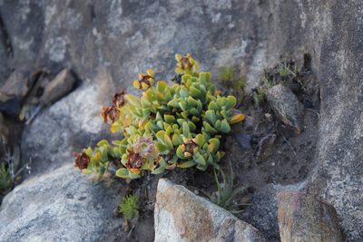Erepsia heteropetala, photographed by Tony Rebelo