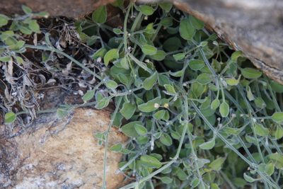 Centella villosa, photographed by Tony Rebelo
