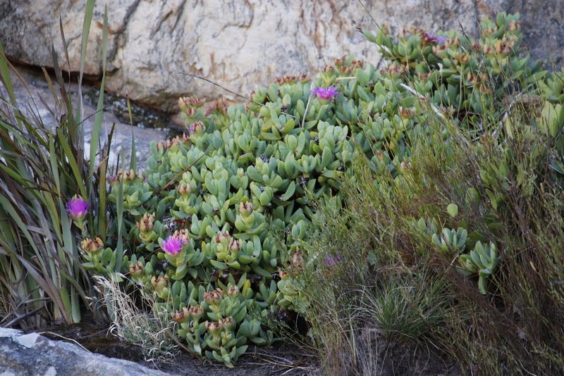 Erepsia heteropetala, photographed by Tony Rebelo