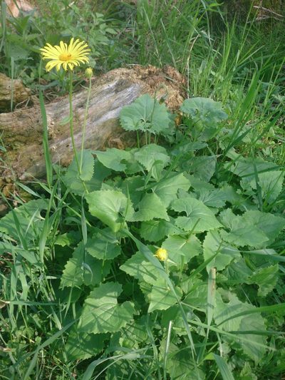 Doronicum columnae, photographed by David Sandler