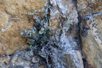Centella villosa, photographed by Tony Rebelo