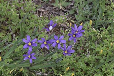 Sisyrinchium pruinosum, photographed by Sydney Dragon