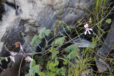 Pelargonium patulum, photographed by Tony Rebelo