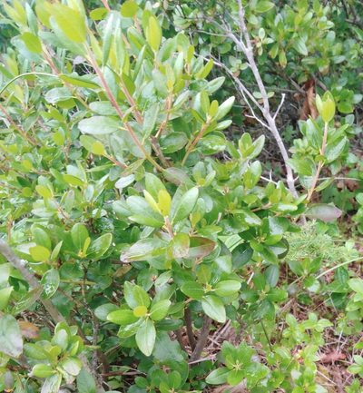 Rhododendron sichotense, photographed by Николай Соболев
