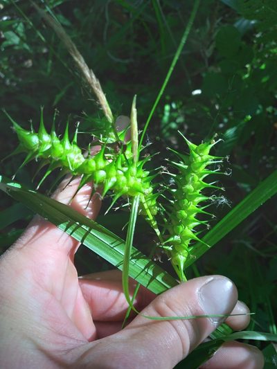 Carex gigantea, photographed by Scott Ward