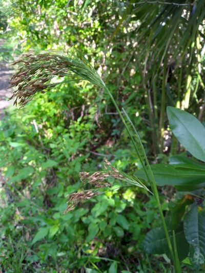 Rhynchospora odorata, photographed by Scott Ward