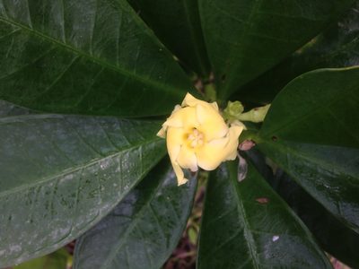 Thevetia ahouai, photographed by Jorge I. Merchán Mayorga